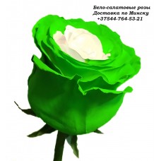 Бело-салатовые розы, Радужные розы